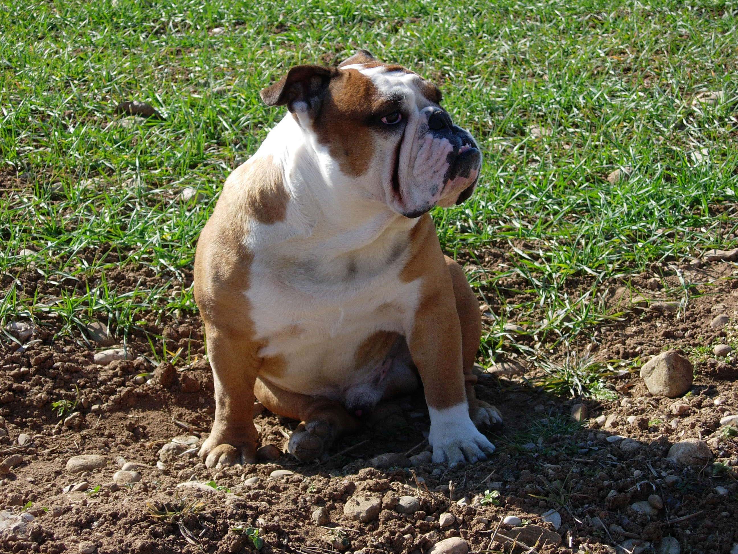 foto del cane bulldog inglese